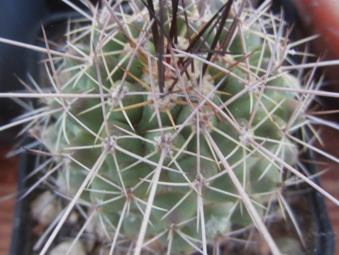 Thelocactus freudenbergeri