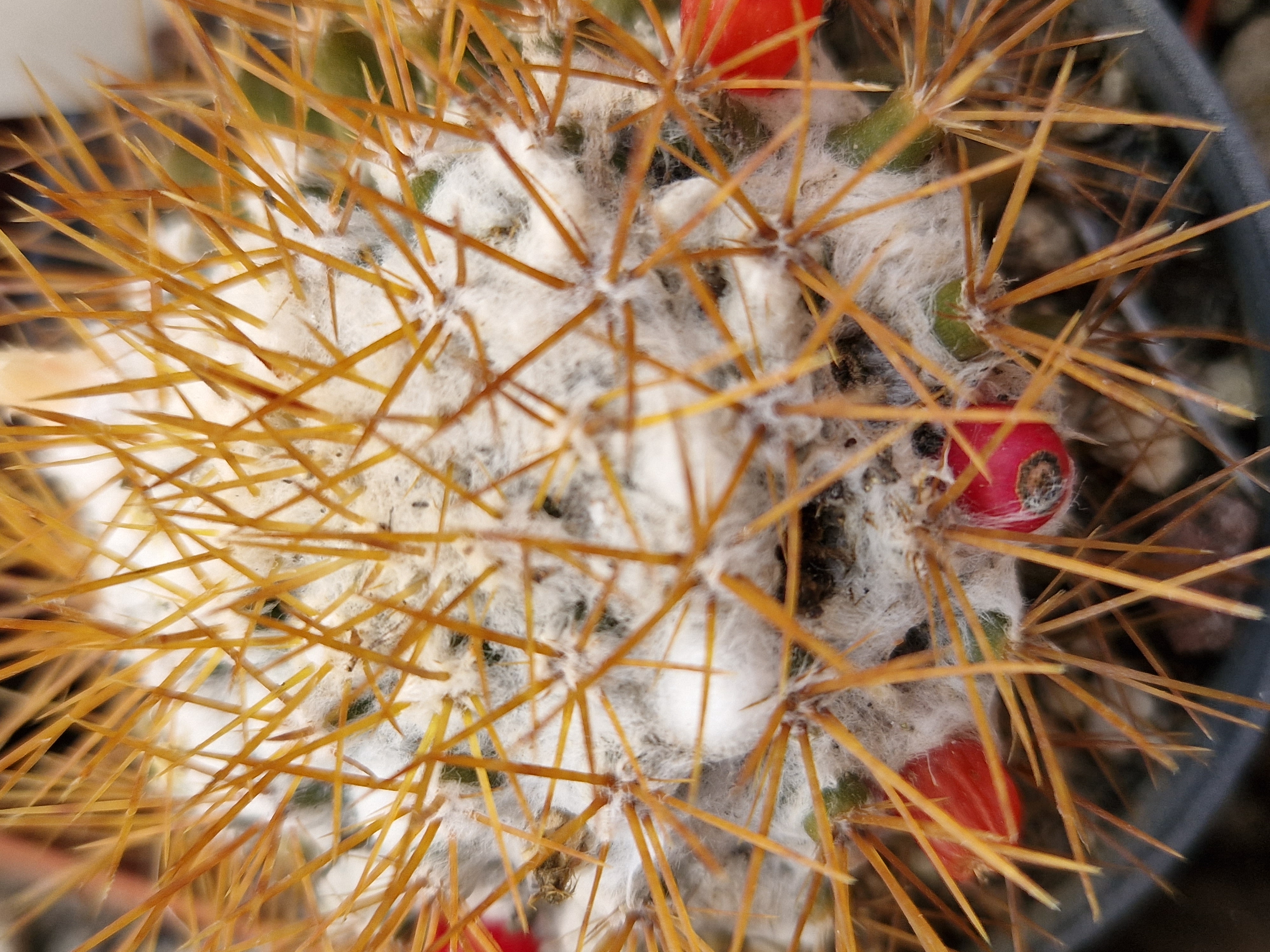 Mammillaria <br>nivosa