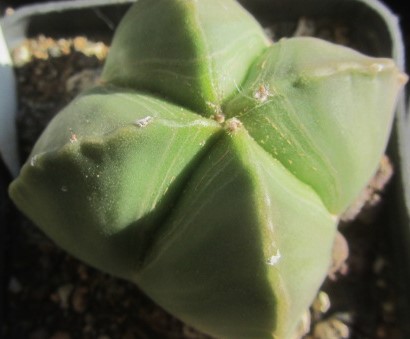 Astrophytum <br>myriostigma nudum forma