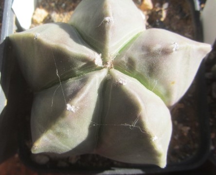 Astrophytum myriostigma nudum forma