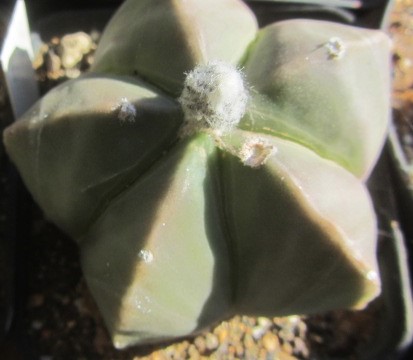 Astrophytum <br>myriostigma nudum forma