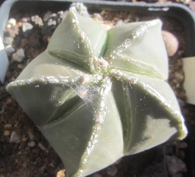 Astrophytum <br>myriostigma nudum forma