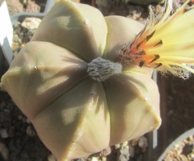 Astrophytum <br>myriostigma nudum forma