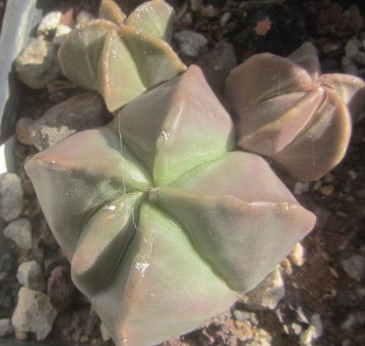 Astrophytum <br>myriostigma nudum forma