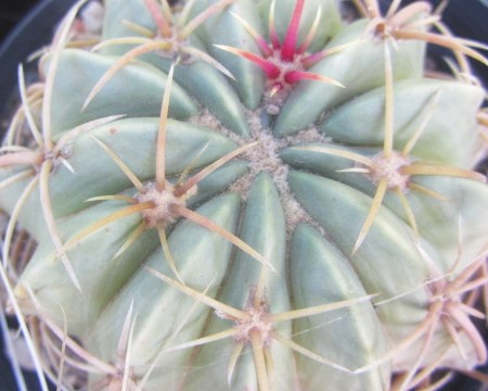 Ferocactus macrodiscus