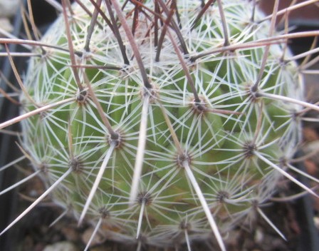 Thelocactus conothelos 