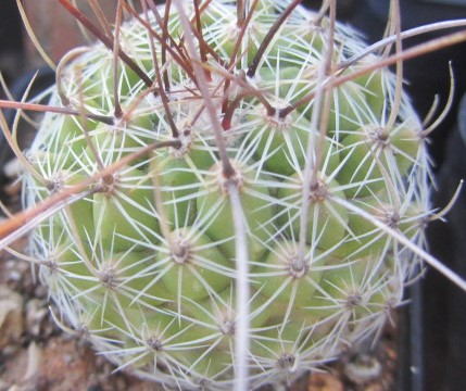 Thelocactus conothelos 