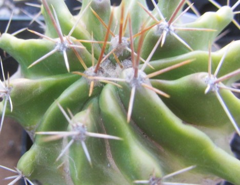 Ferocactus <br>echidne