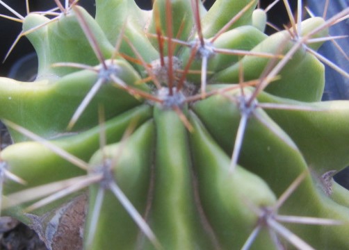 Ferocactus <br>echidne