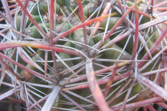 Ferocactus <br>sp