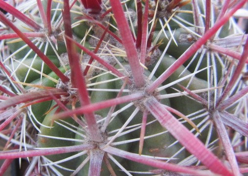 Ferocactus sp