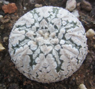 Astrophytum super kabuto snow