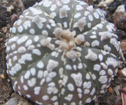 Astrophytum kabuto