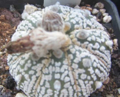 Astrophytum <br>kabuto