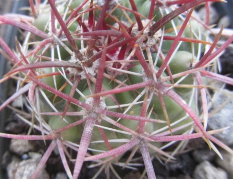 Ferocactus sp . viridesens ?