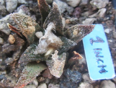 Ariocarpus bravoanus