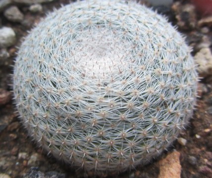 Mammillaria <br>microthele