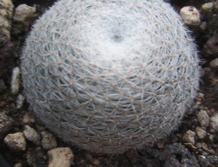 Mammillaria microthele