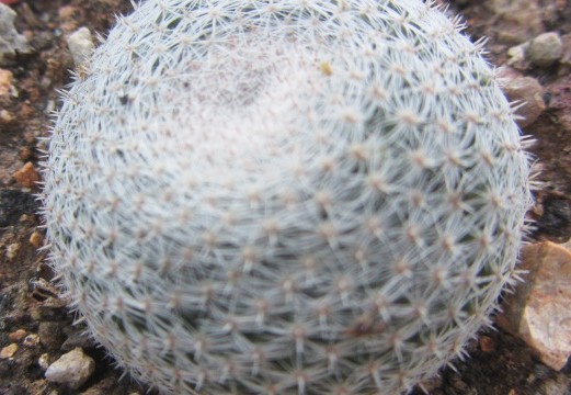 Mammillaria <br>microthele