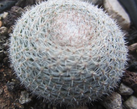 Mammillaria <br>microthele