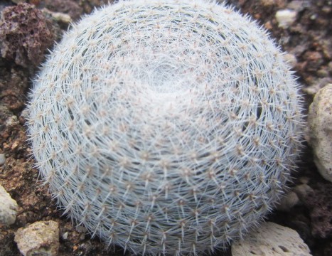 Mammillaria <br>microthele