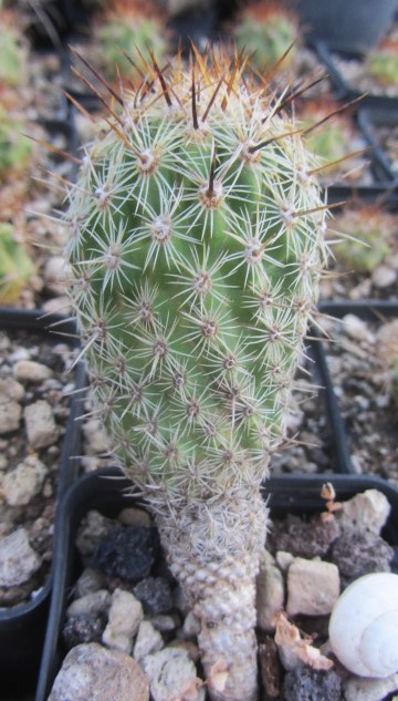 Thelocactus <br>hastifer