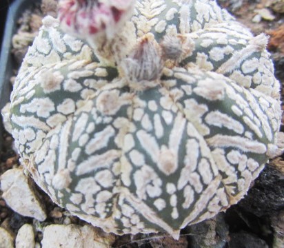 Astrophytum super kabuto 