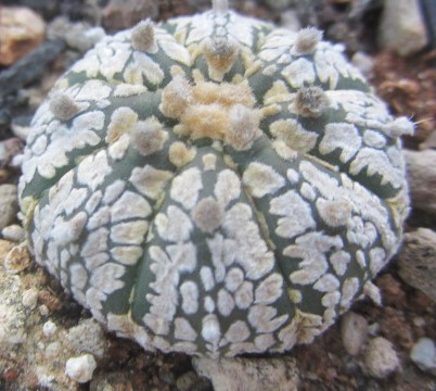 Astrophytum <br>asterias kabuto