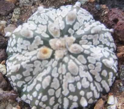 Astrophytum asterias kabuto