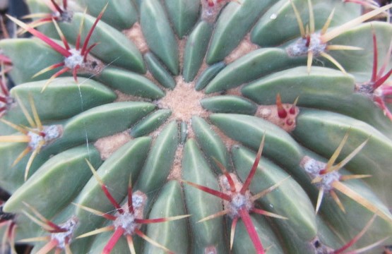 Ferocactus macrodiscus