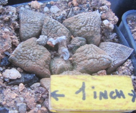 Ariocarpus <br>fissuratus