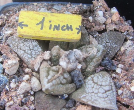 Ariocarpus <br>fissuratus