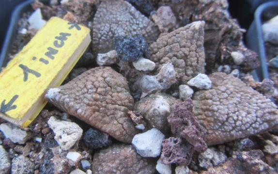 Ariocarpus fissuratus