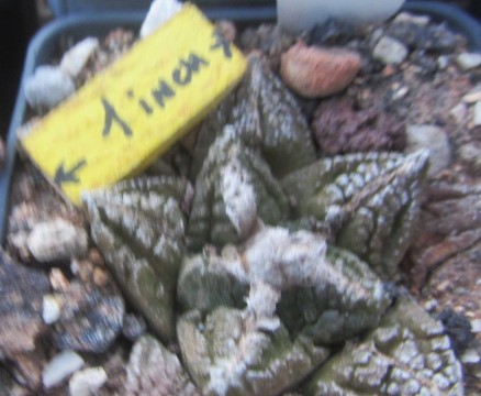 Ariocarpus <br>fissuratus