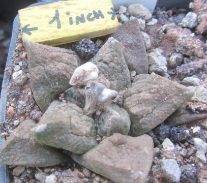 Ariocarpus <br>fissuratus fma cv