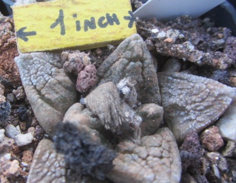 Ariocarpus <br>fissuratus