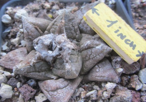 Ariocarpus <br>fissuratus