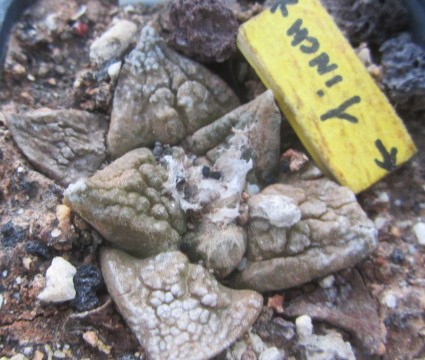 Ariocarpus fissuratus