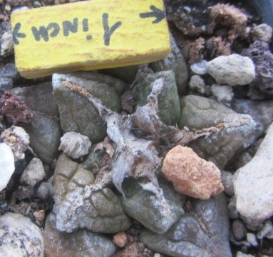 Ariocarpus fissuratus