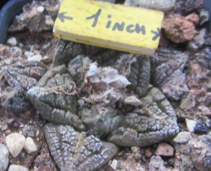 Ariocarpus fissuratus