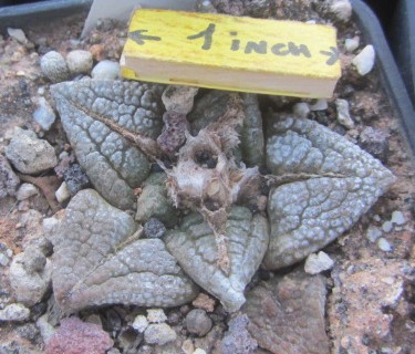 Ariocarpus fissuratus