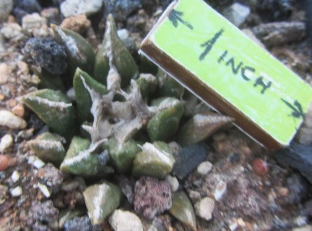 Ariocarpus kotschoubeyanus hybrid f3