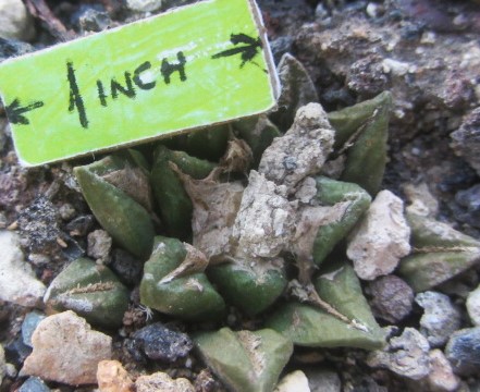 Ariocarpus <br>kotschoubeyanus hybrid f3