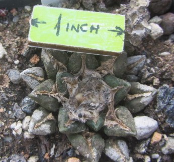 Ariocarpus <br>kotschoubeyanus hybrid f3