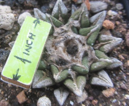 Ariocarpus kotschoubeyanus hybrid f3