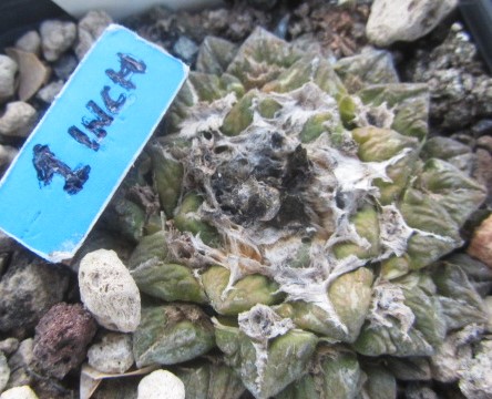 Ariocarpus kotschoubeyanus hybrid f3