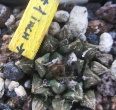 Ariocarpus kotschoubeyanus hybrid f3