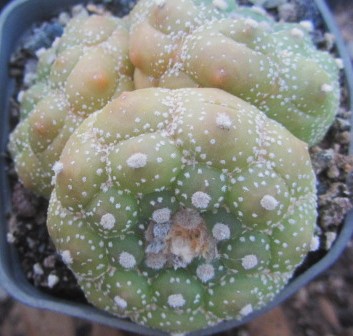 Astrophytum asterias turtle