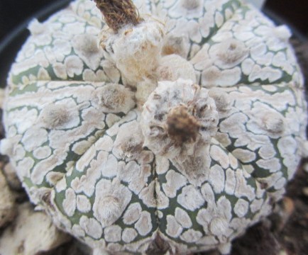 Astrophytum <br>super kabuto 