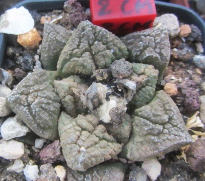 Ariocarpus <br>fissuratus